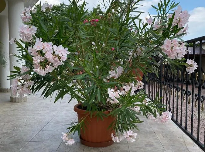 Veronika 아파트 Hajdúszoboszló